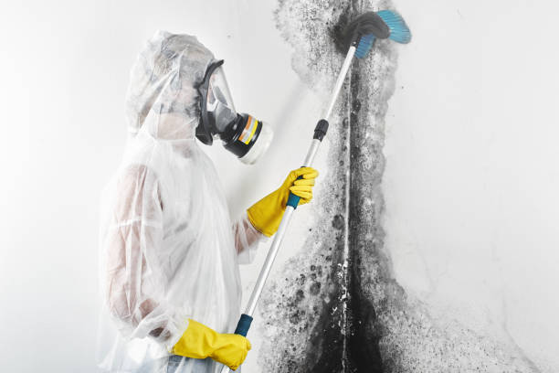 Best Mold Removal for HVAC Installations  in Rutledge, TN